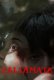 Salikmata Full Hollywood Adult Movie